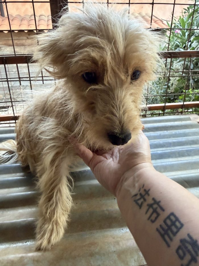 💖🐾 Sally meravigliosa cagnolina taglia piccola in adozione - media 5
