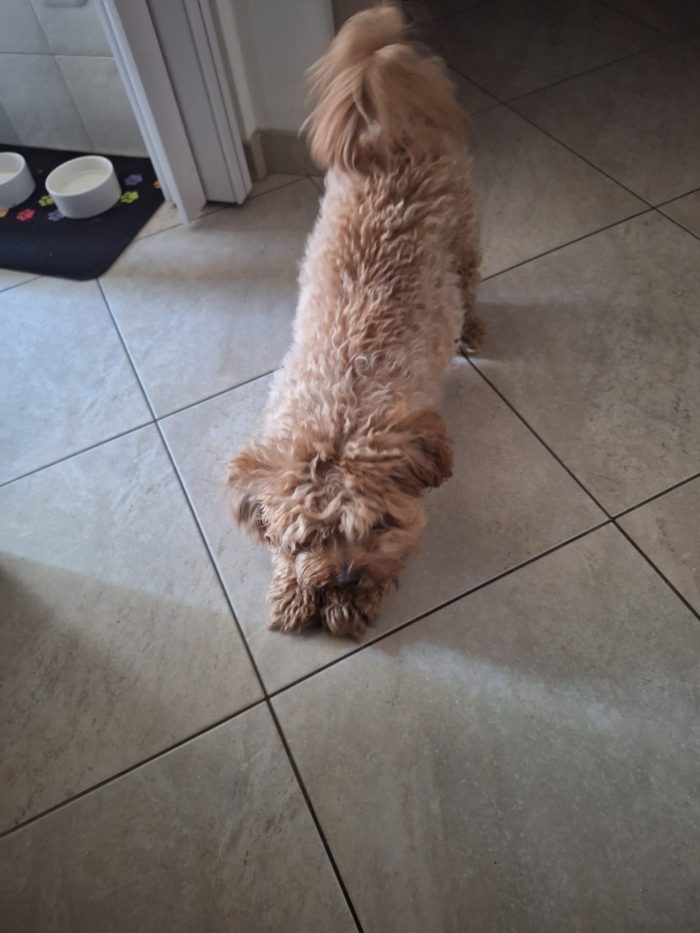 💙🐾 Achille, dolcissimo cagnolino taglia piccola in adozione