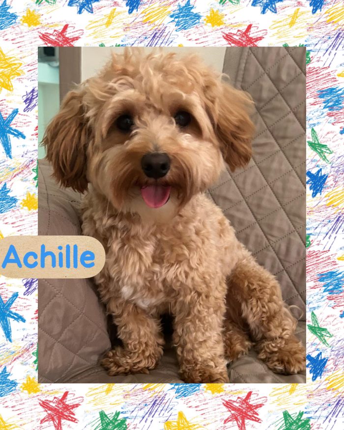 💙🐾 Achille, dolcissimo cagnolino taglia piccola in adozione