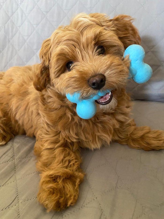 💙🐾 Achille, dolcissimo cagnolino taglia piccola in adozione