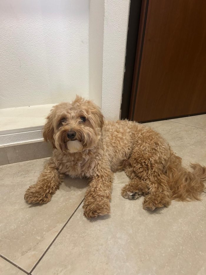 💙🐾 Achille, dolcissimo cagnolino taglia piccola in adozione - media 4
