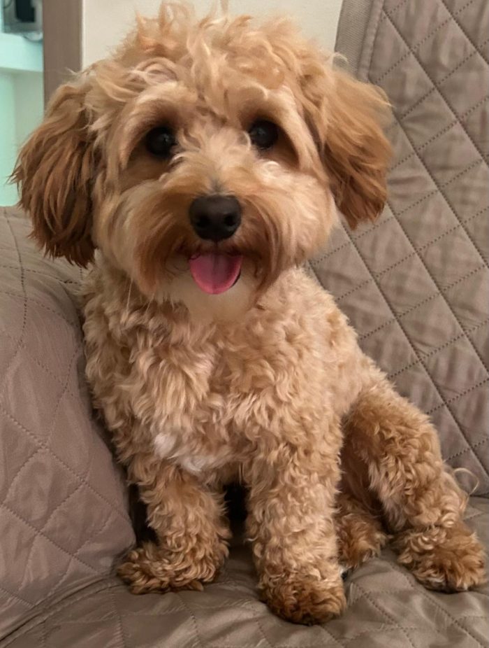 💙🐾 Achille, dolcissimo cagnolino taglia piccola in adozione - media 5
