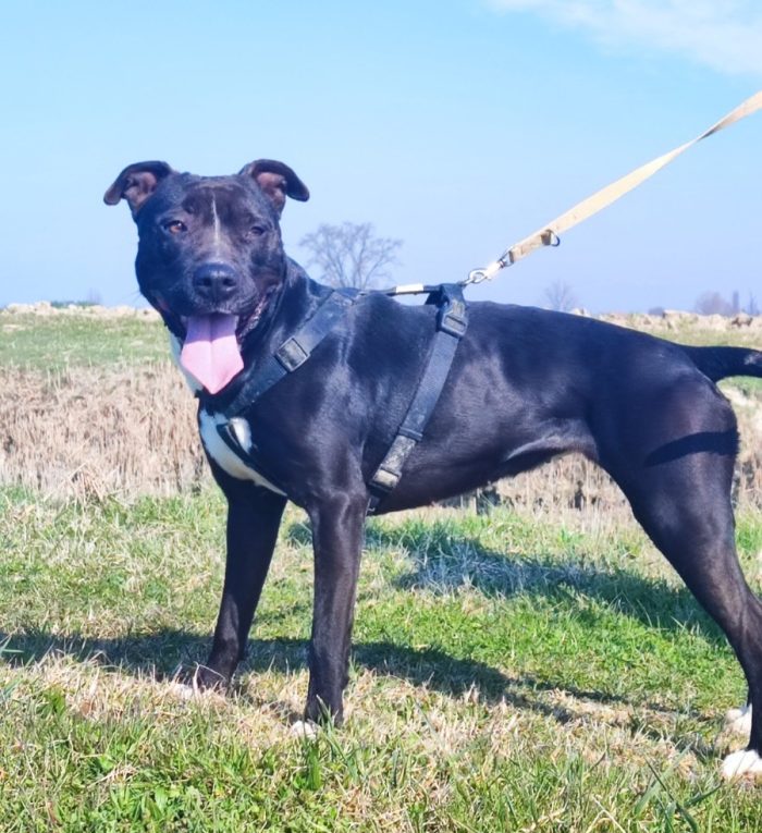 Pitbull(o simil)5anni BUONISSIMA VIVE IN BOX H24 SENZA USCIRE.MANTOVA