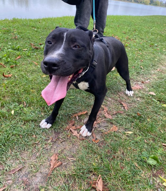 Pitbull(o simil)5anni BUONISSIMA VIVE IN BOX H24 SENZA USCIRE.MANTOVA