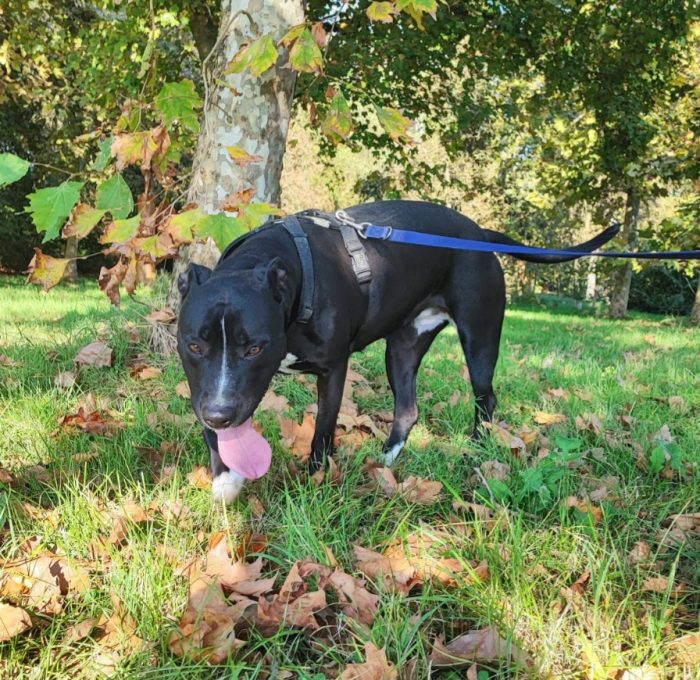 Pitbull(o simil)5anni BUONISSIMA VIVE IN BOX H24 SENZA USCIRE.MANTOVA - media 5