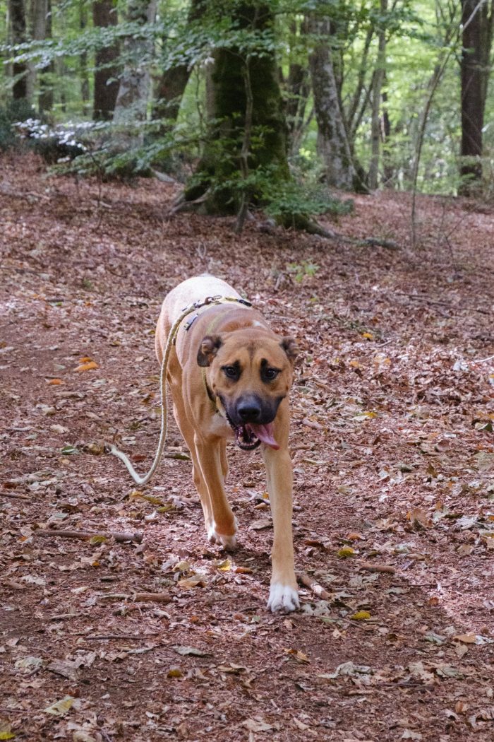 Hans, cagnolone sfortunato , cerca casa