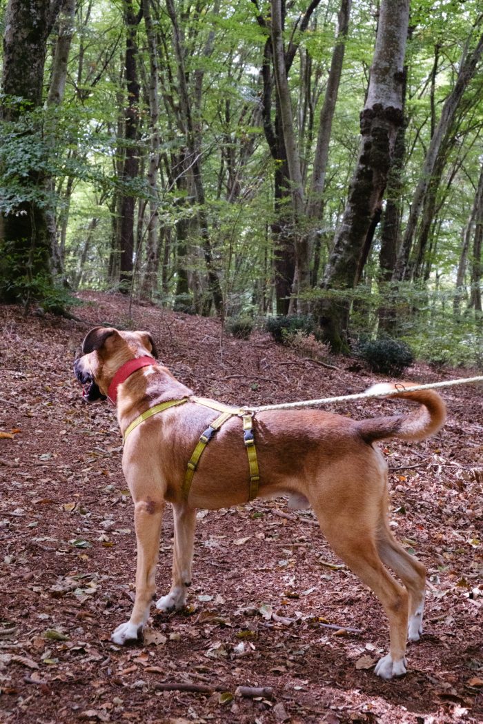 Hans, cagnolone sfortunato , cerca casa