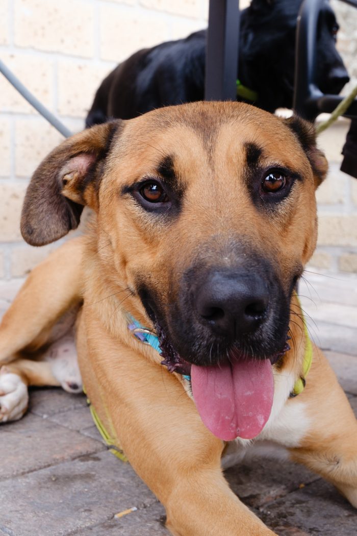 Hans, cagnolone sfortunato , cerca casa - media 4