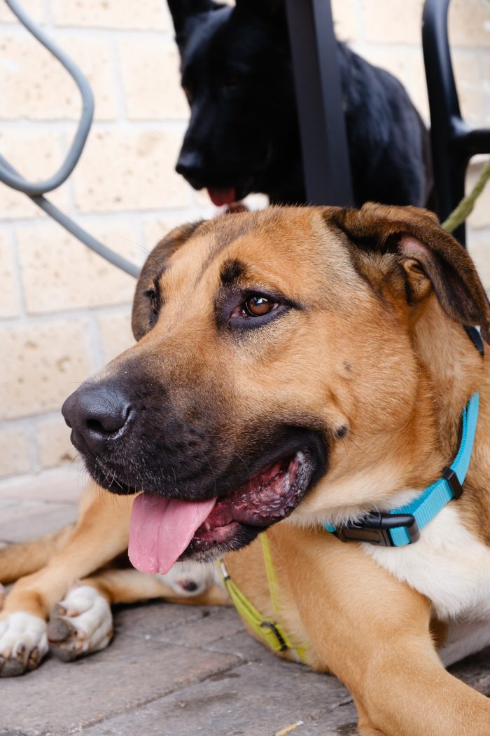 Hans, cagnolone sfortunato , cerca casa - media 5