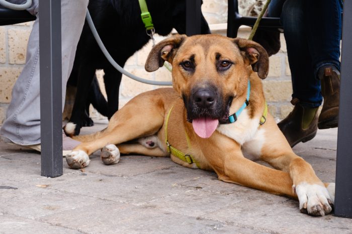Hans, cagnolone sfortunato , cerca casa - media 6