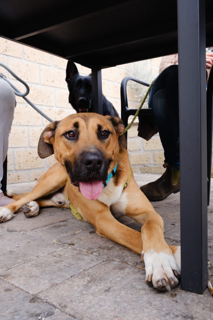 Hans, cagnolone sfortunato , cerca casa - media 7