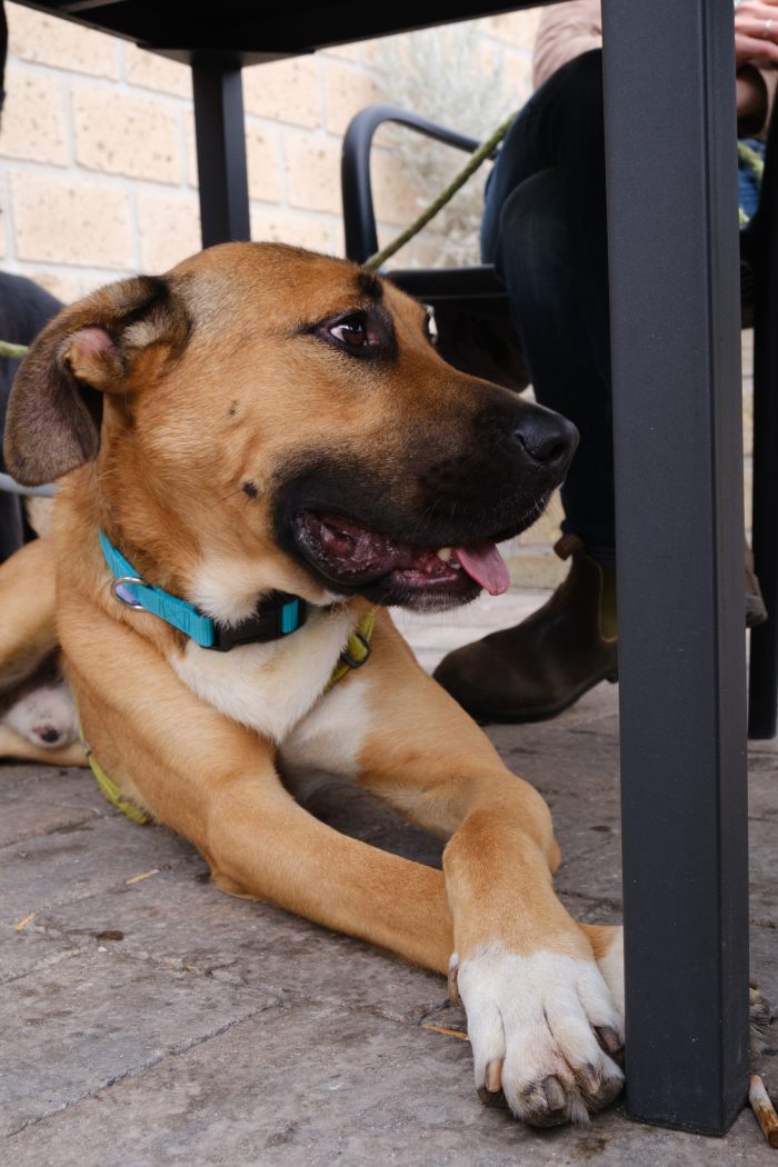 Hans, cagnolone sfortunato , cerca casa - media 8