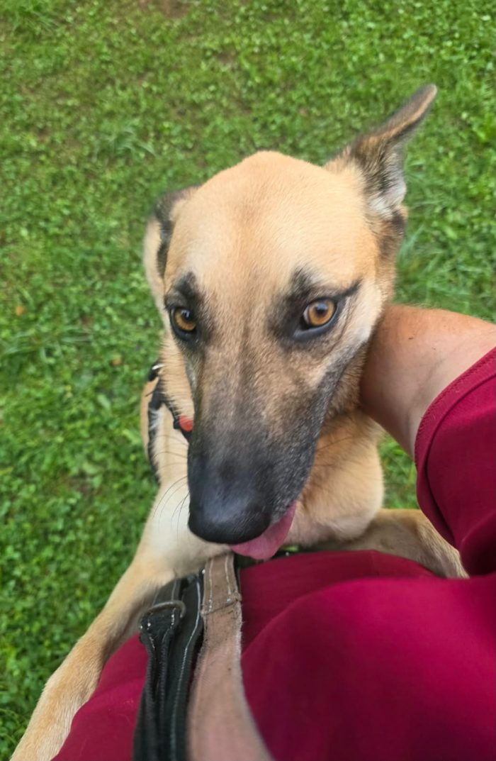 Mix pastorina 2anni ok gatti tg media SALVATA DA 1VERO LAGER.BERGAMO