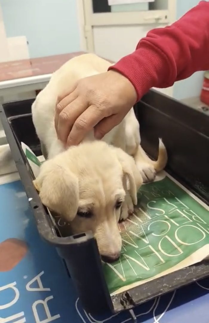 Principessa una cucciola meravigliosa