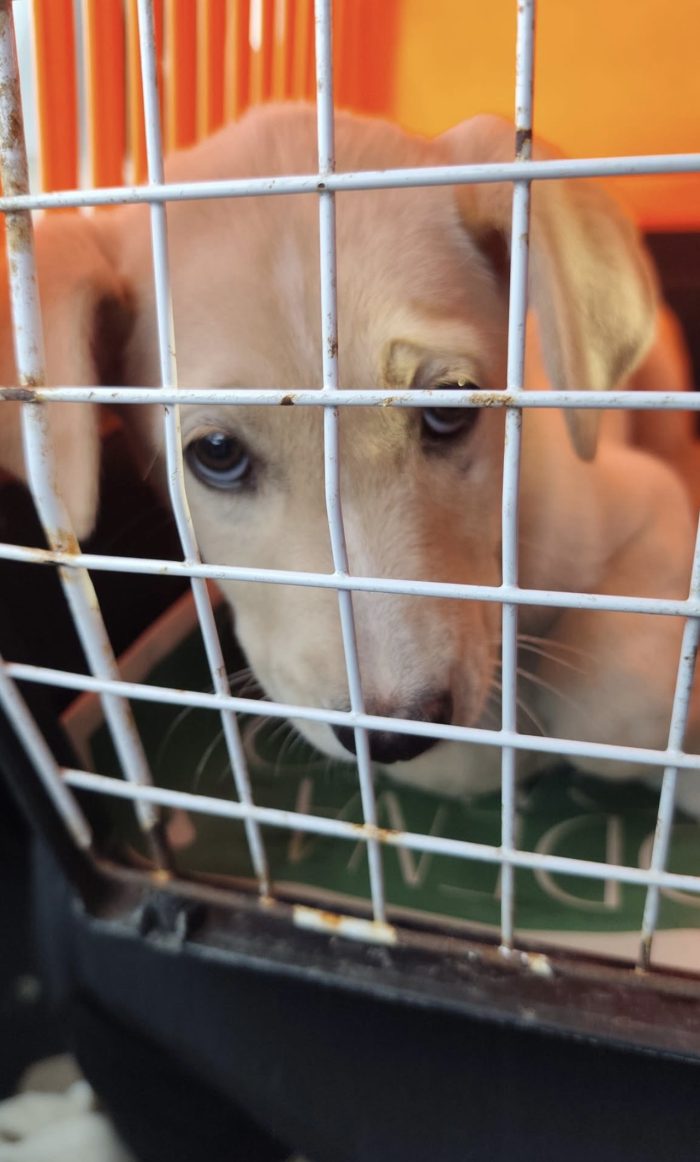Principessa una cucciola meravigliosa