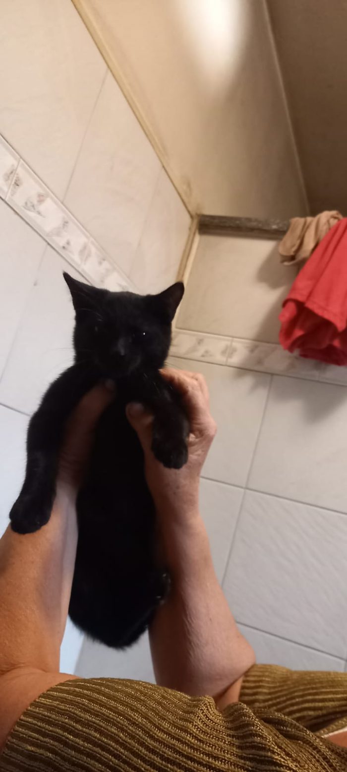 BUIO cucciolo nero