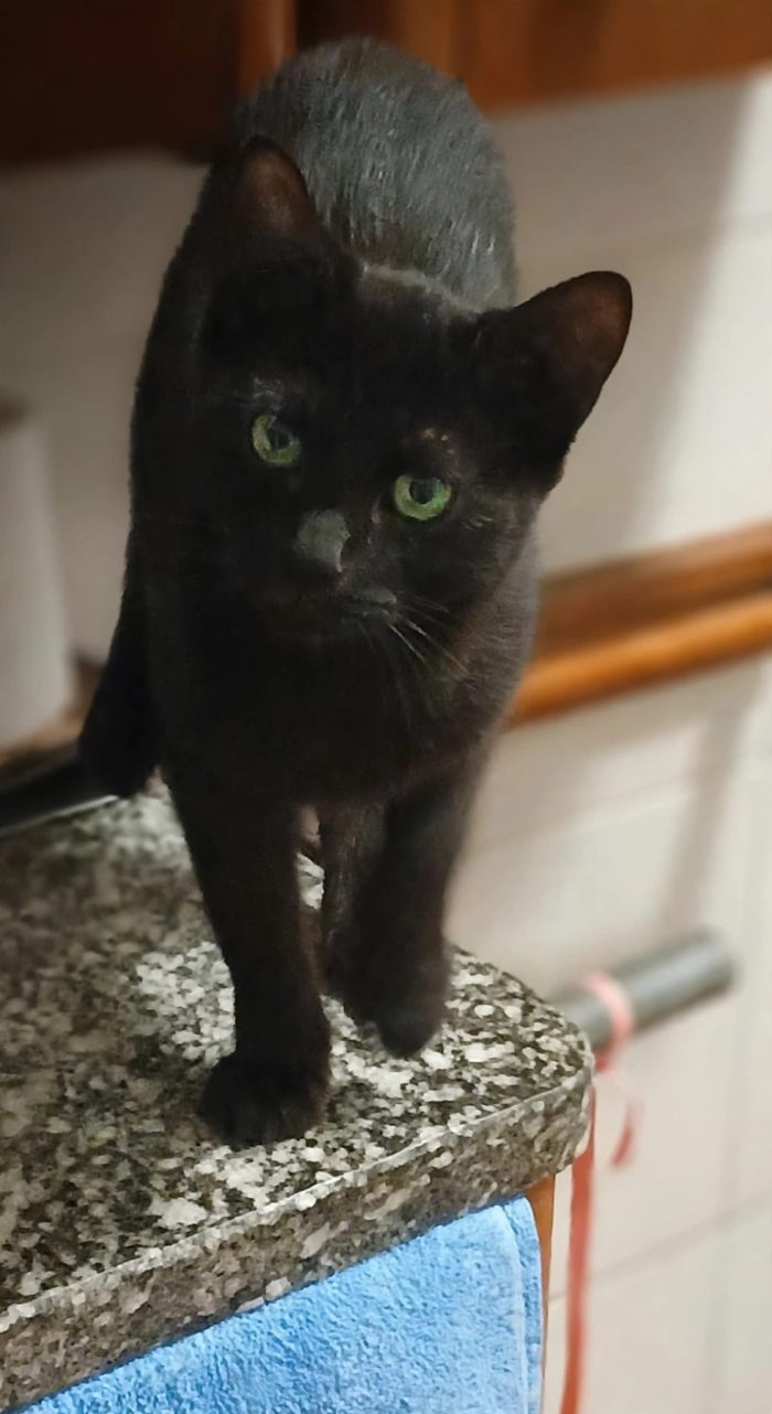BUIO cucciolo nero
