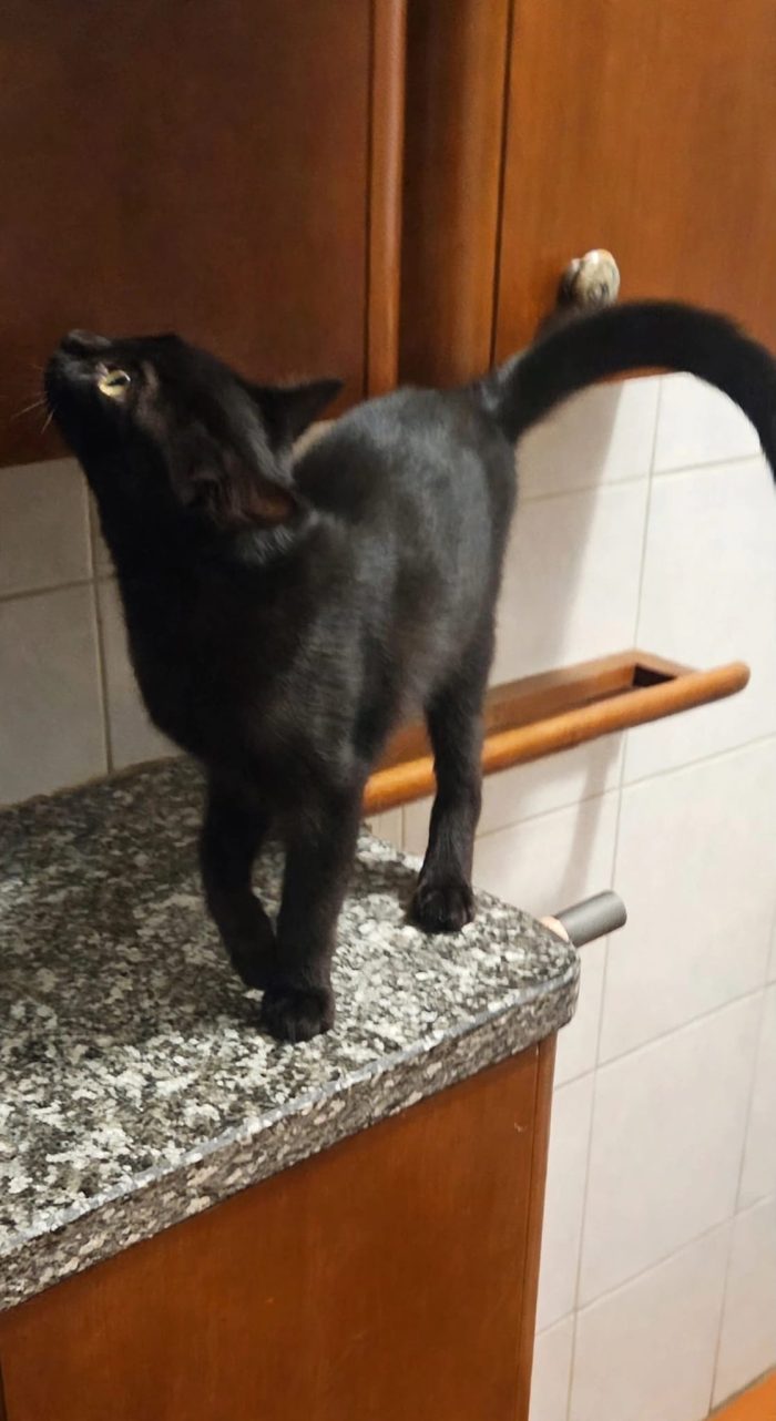 BUIO cucciolo nero