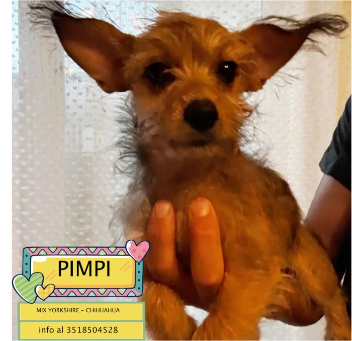 PIMPI dolce cucciola 3 mesi mamma CHIHUAHUA papà YORKSHIRE cerca casa