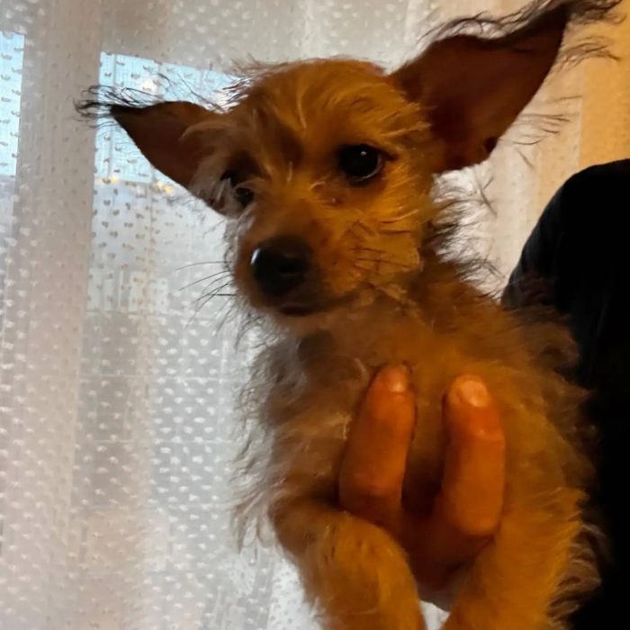 PIMPI dolce cucciola 3 mesi mamma CHIHUAHUA papà YORKSHIRE cerca casa