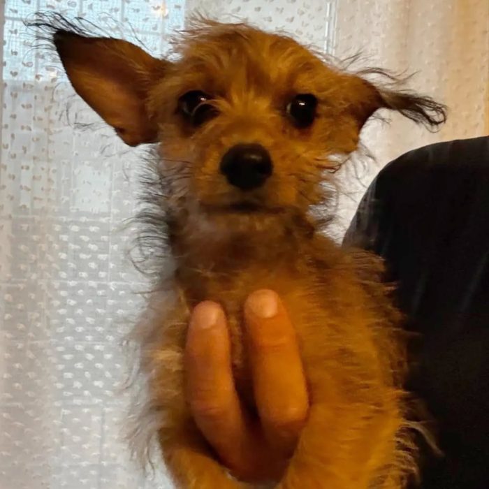 PIMPI dolce cucciola 3 mesi mamma CHIHUAHUA papà YORKSHIRE cerca casa - media 4