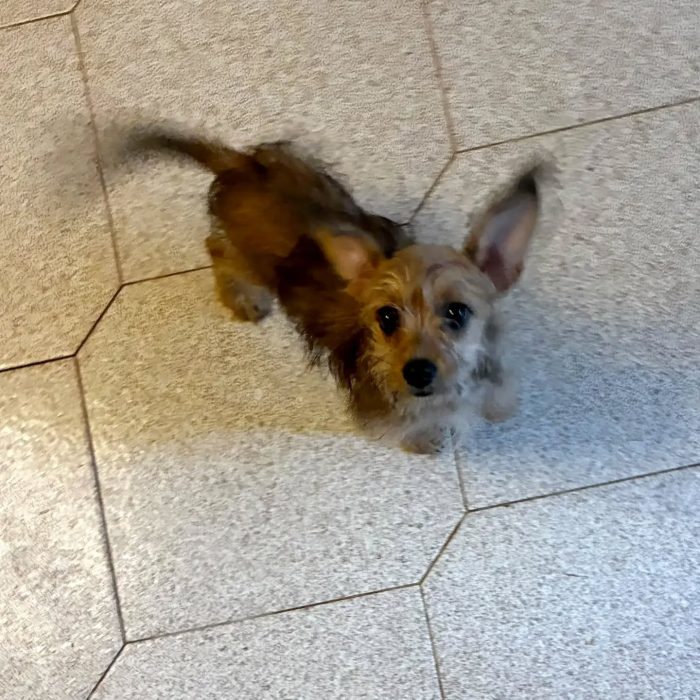 PIMPI dolce cucciola 3 mesi mamma CHIHUAHUA papà YORKSHIRE cerca casa