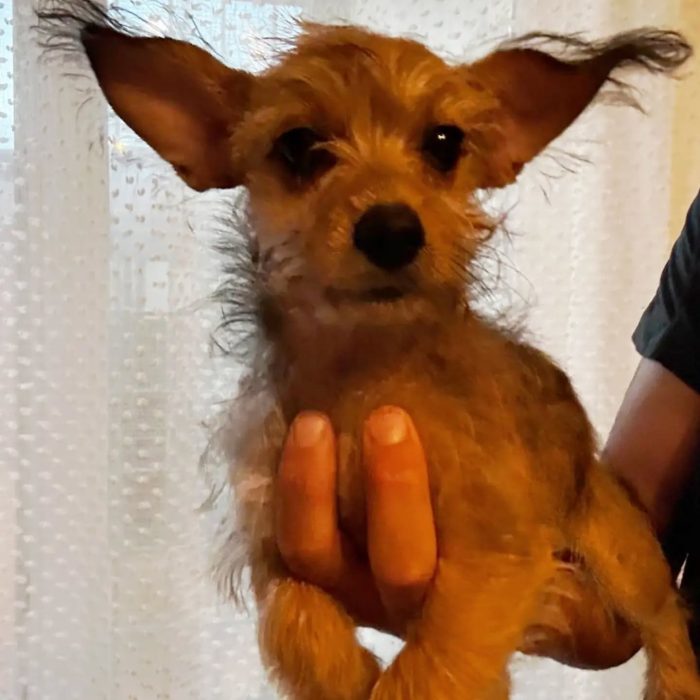 PIMPI dolce cucciola 3 mesi mamma CHIHUAHUA papà YORKSHIRE cerca casa - media 5