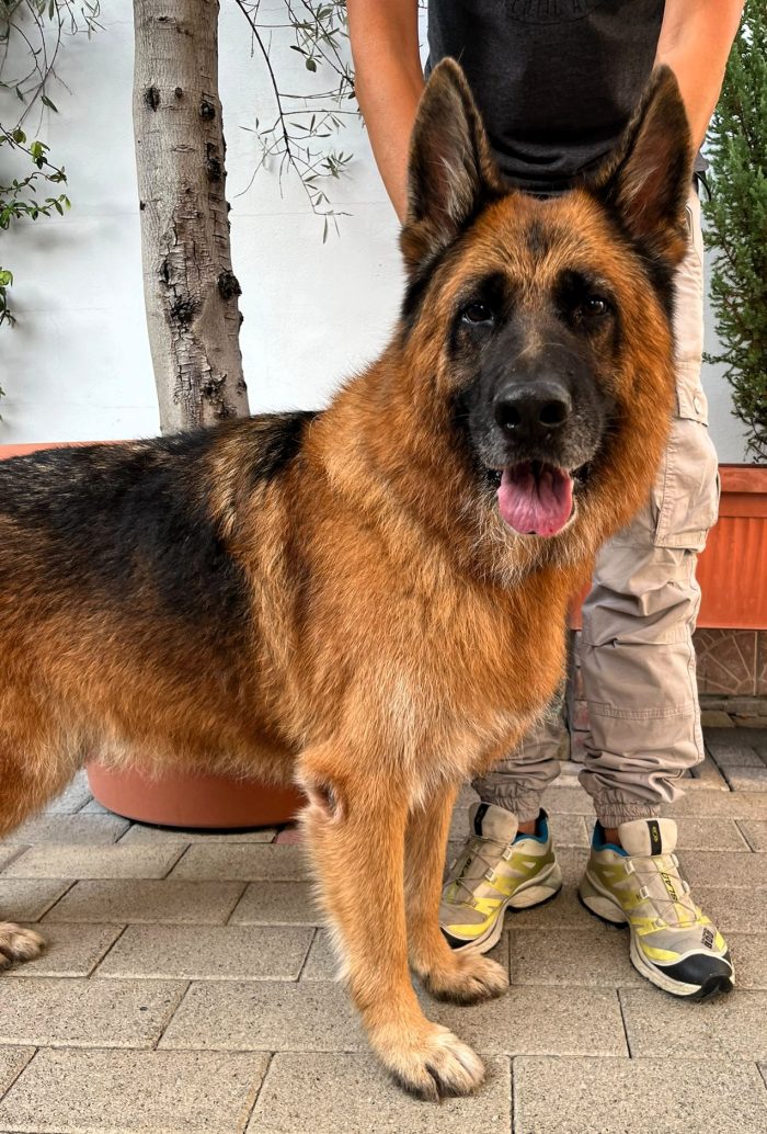 IBRA CERCA CASA