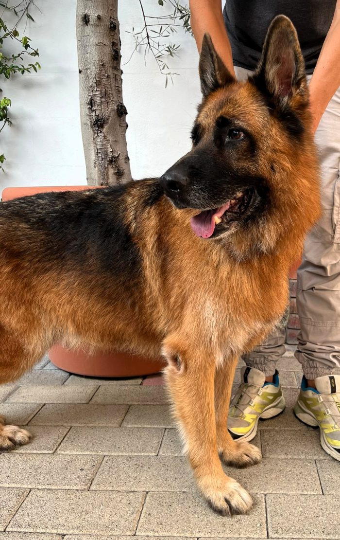 IBRA CERCA CASA - media 5