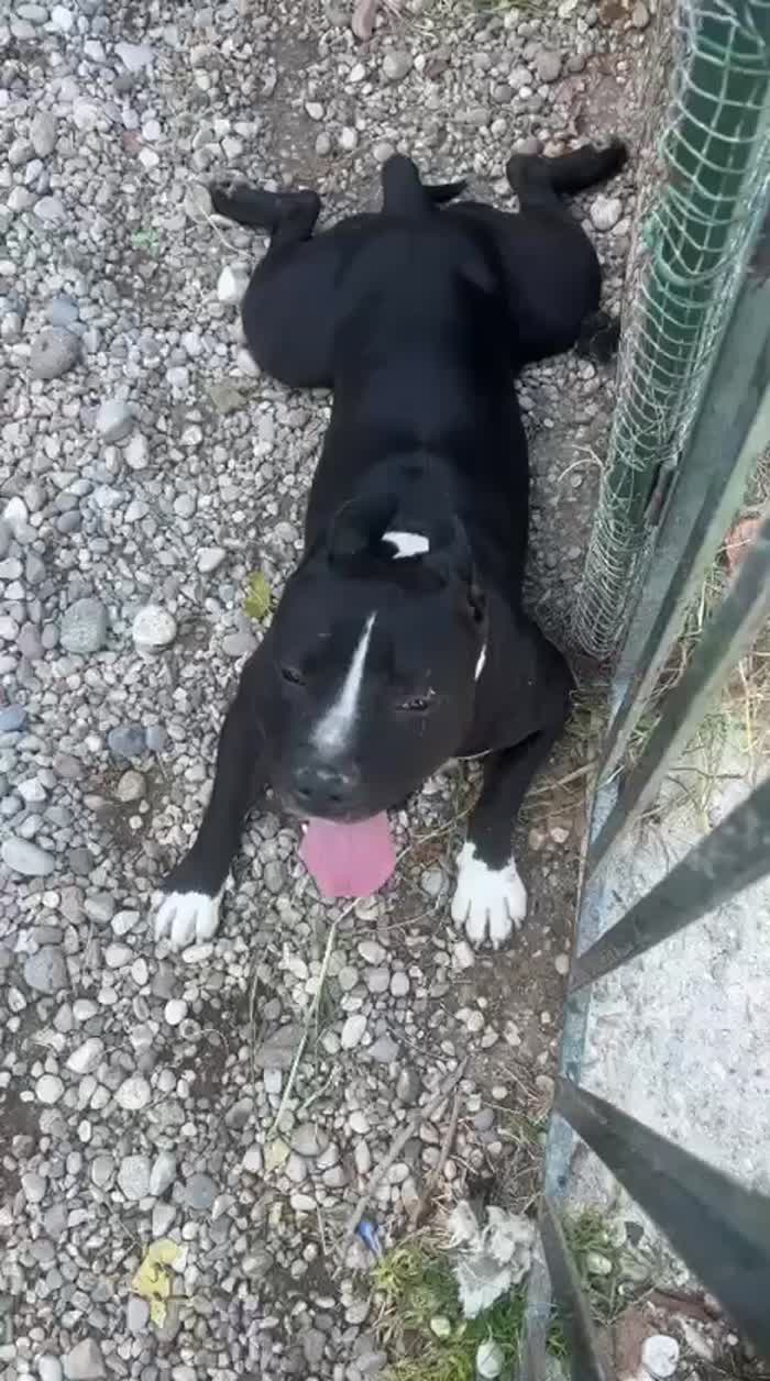 Amstaff/Bully 3anni SFIGATO SOS MIRACOLO..DISPERATO IN BOX.MANTOVA - media 10