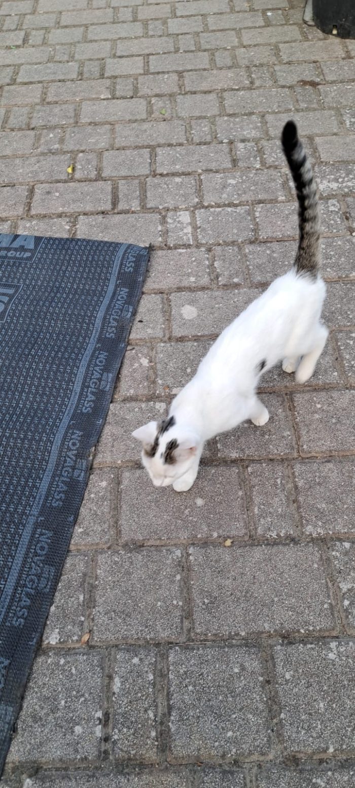 Micina sui 5mesi ULTIMA RIMASTA.VOGHERA PV