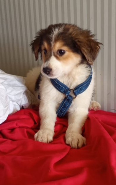 Mercedes un cucciolo stupendo 🤩