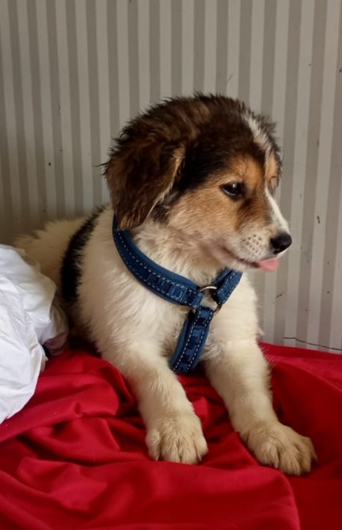 Mercedes un cucciolo stupendo 🤩