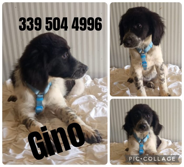 Gino deve uscire dal canile