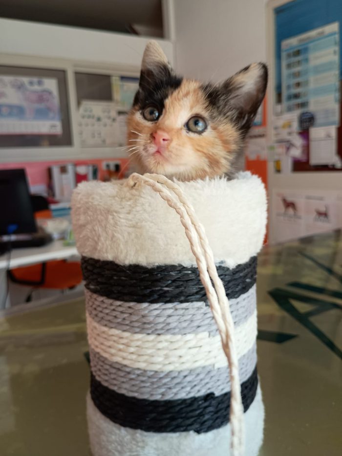 LIZZIE - gattina di 2 mesi