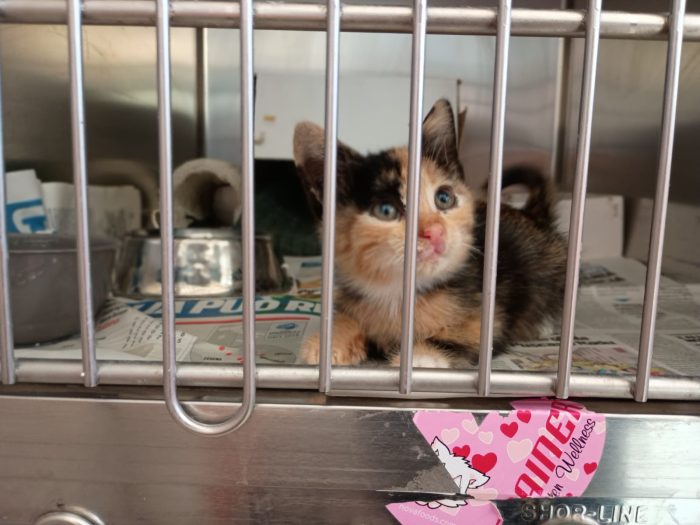 LIZZIE - gattina di 2 mesi