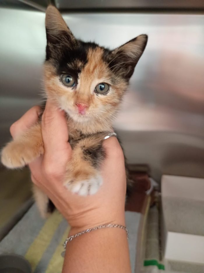 LIZZIE - gattina di 2 mesi