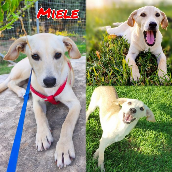 Miele & Zeus