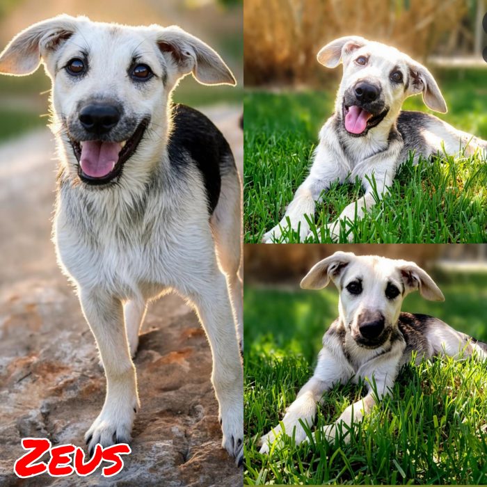 Miele & Zeus - media 4