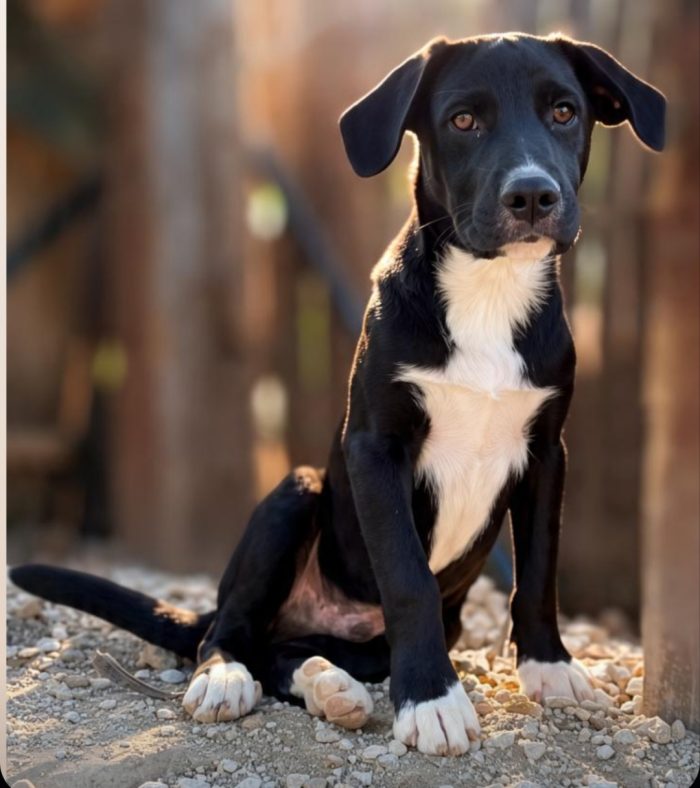 Max, mix Maremmano