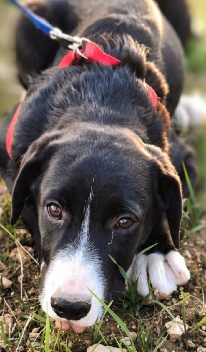 Artù,mix maremmano