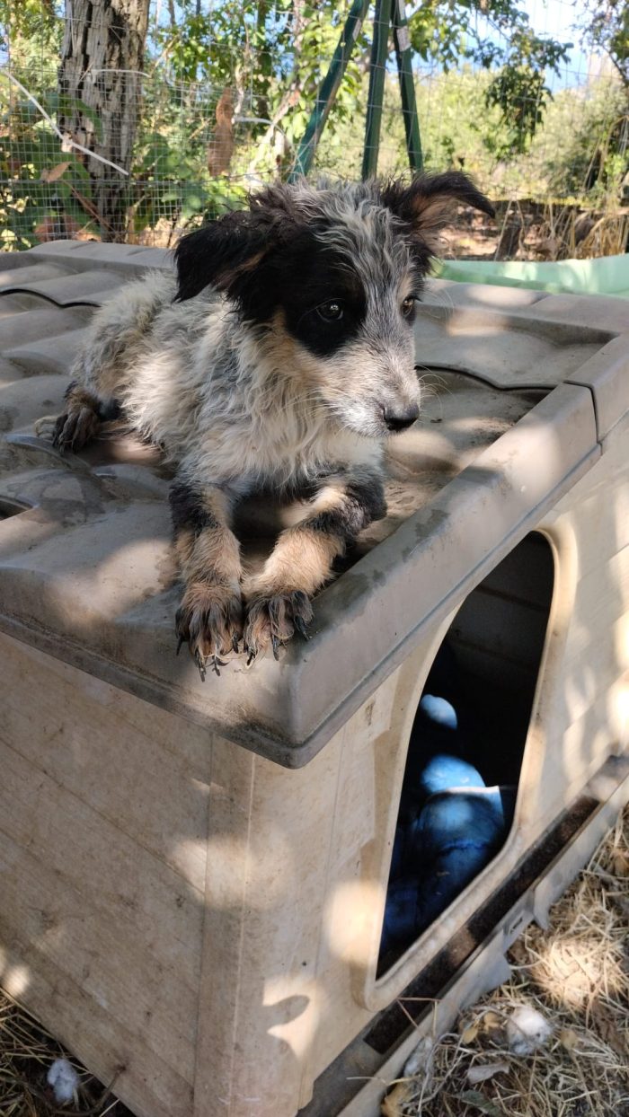 Olix meraviglioso dolce cucciolo cerca casa