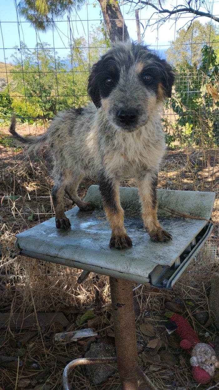 Olix meraviglioso dolce cucciolo cerca casa - media 7