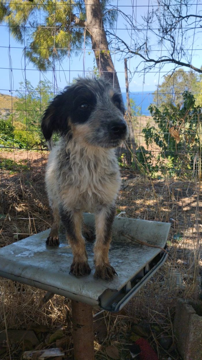 Olix meraviglioso dolce cucciolo cerca casa - media 5