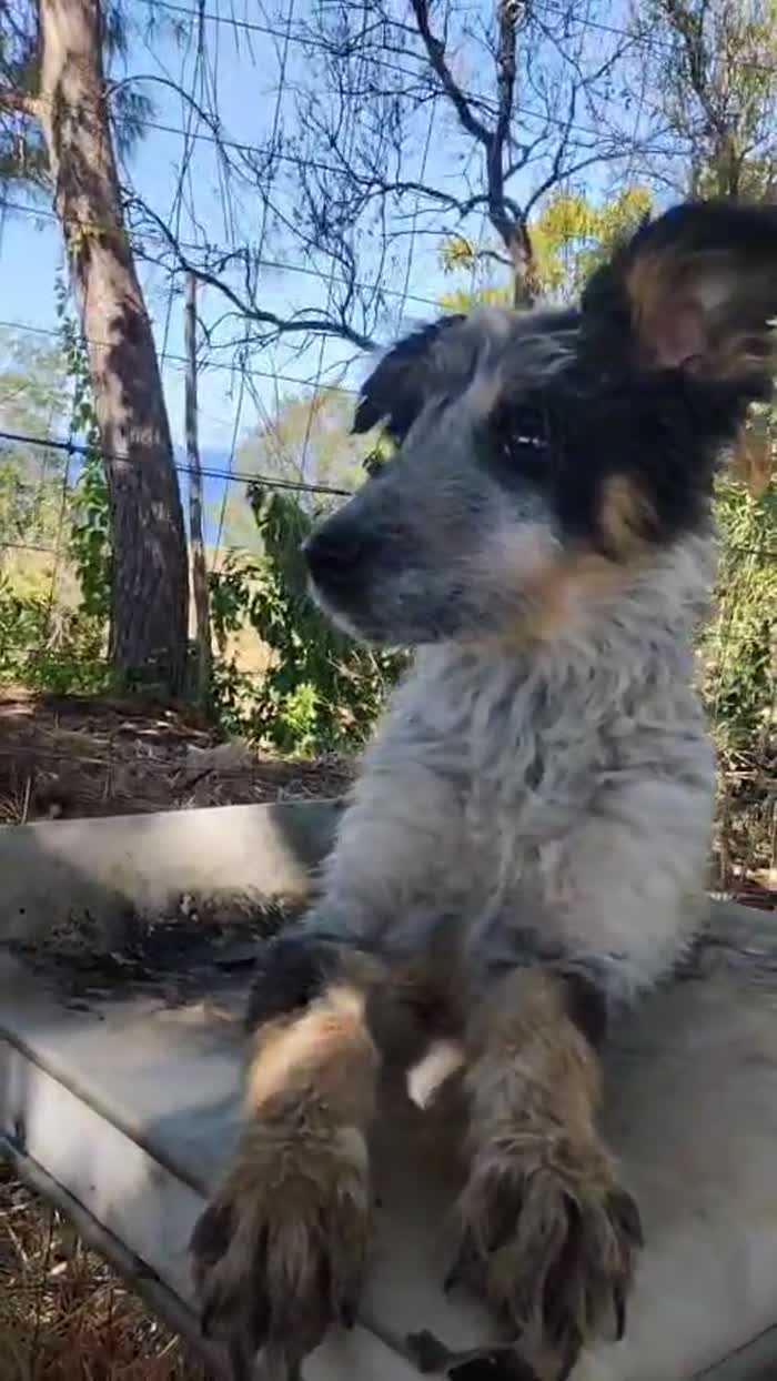 Olix meraviglioso dolce cucciolo cerca casa - media 8