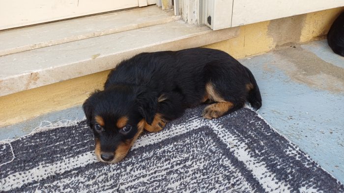 2 cucciole simpaticissime e dolci cercano casa