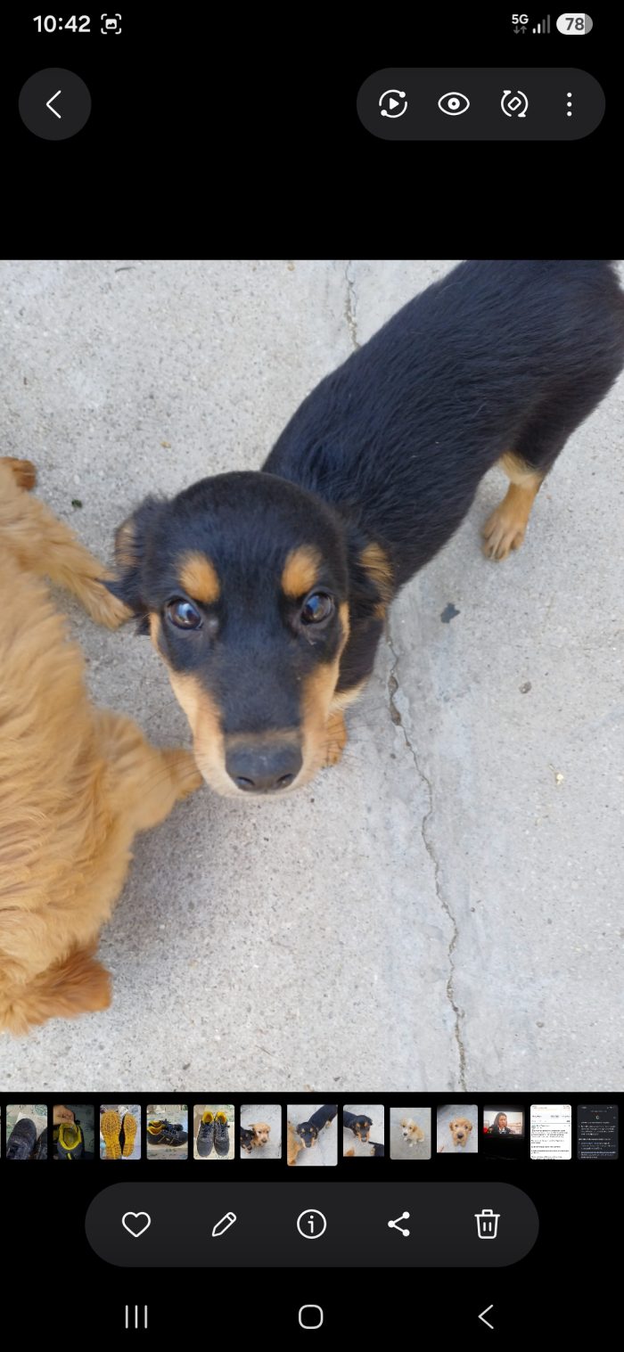 2 cucciole simpaticissime e dolci cercano casa