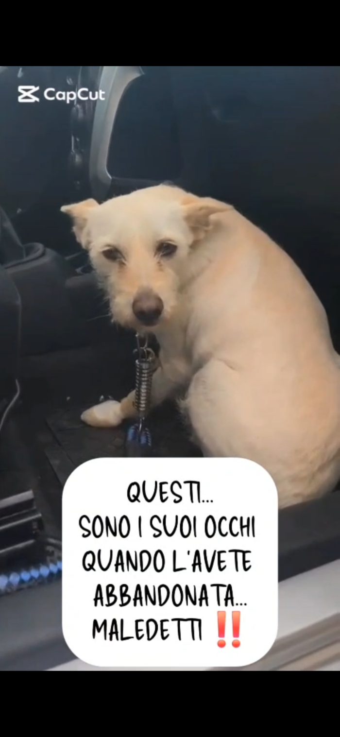 Femmina 3anni kg8/9 salvata mesi fa NAPOLI - media 6