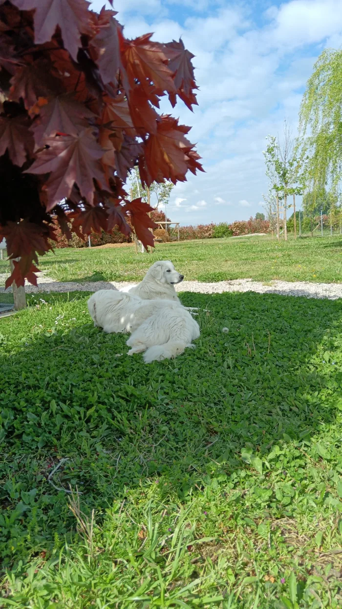 DOLCISSIME SORELLE MAREMMANE DI 1 ANNO