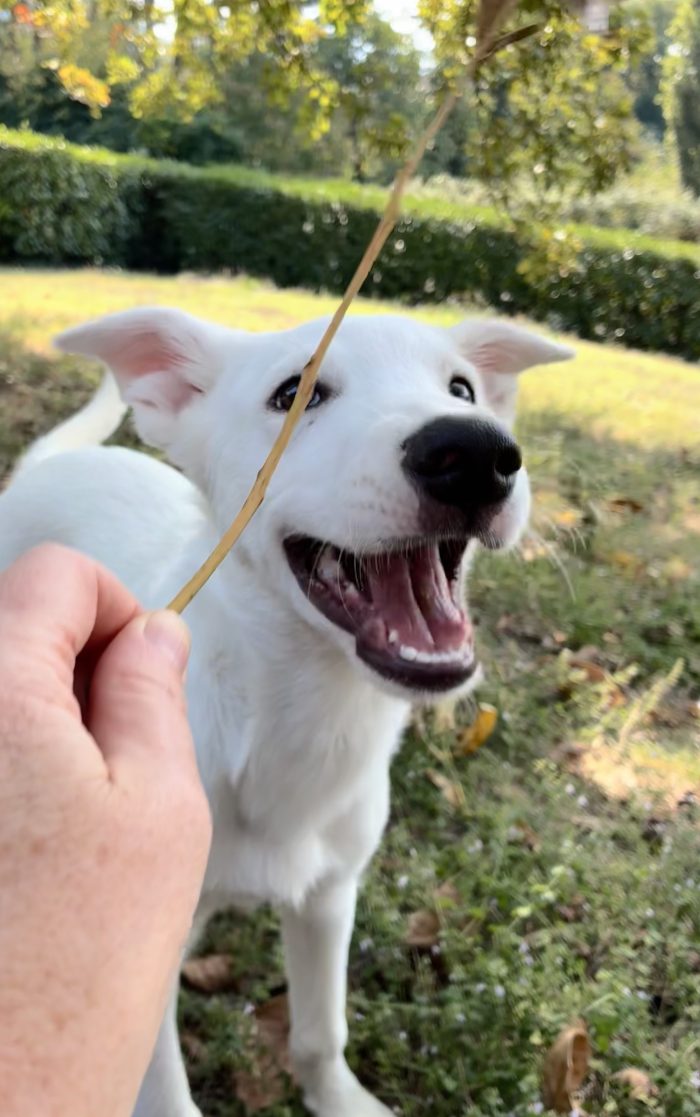 💎BEN, cucciolo del canile ora in stallo in provincia di Bologna